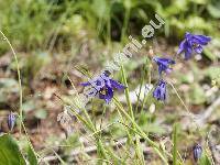 Aquilegia alpina L.