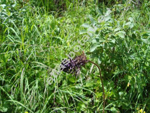 Phyteuma ovatum Honck. (Phyteuma nigrum)