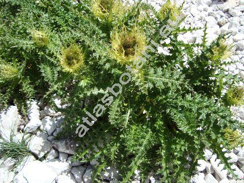 Cirsium spinosissimum (L.) Scop.