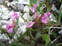 Pedicularis rostratocapitata Crantz (Pedicularis rostrata L.)