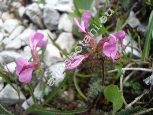 Pedicularis rostratocapitata Crantz (Pedicularis rostrata L.)