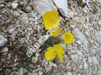 Papaver aurantiacum Lois. (Papaver alpinum var. aurantiacum (Lois.) Bock)