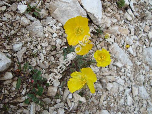 Papaver aurantiacum Lois. (Papaver alpinum var. aurantiacum (Lois.) Bock)