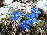 Gentiana terglouensis Hacq. (Gentiana triglaviensis Paul.)