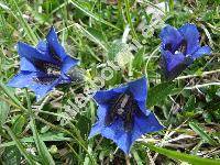 Gentiana clusii Perr. et Song.