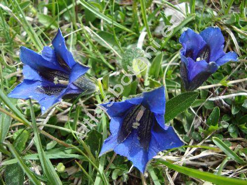 Gentiana clusii Perr. et Song.