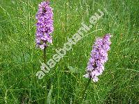 Dactylorhiza fuchsii (Druce) Soo (Dactylorhiza fuchsii (Druce) So, Dactylorhiza  maculata subsp. fuchsii, Orchis fuchsii Druce)