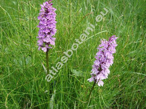 Dactylorhiza fuchsii (Druce) Soo (Dactylorhiza fuchsii (Druce) So, Dactylorhiza  maculata subsp. fuchsii, Orchis fuchsii Druce)