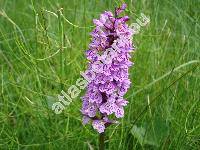 Dactylorhiza fuchsii (Druce) Soo (Dactylorhiza fuchsii (Druce) So, Dactylorhiza  maculata subsp. fuchsii, Orchis fuchsii Druce)