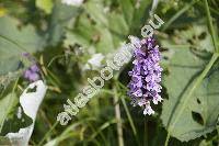 Dactylorhiza fuchsii (Druce) Soo (Dactylorhiza fuchsii (Druce) So, Dactylorhiza  maculata subsp. fuchsii, Orchis fuchsii Druce)