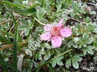 Potentilla nitida L. (Potentilla nitida (L.) Crantz)