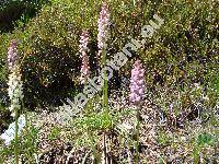 Gymnadenia odoratissima (L.) Rich. (Orchis odoratissima L.)