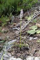 Gymnadenia odoratissima (L.) Rich. (Orchis odoratissima L.)