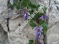 Paederota bonarota (L.) L. (Veronica bonarota (L.) Wettst., Wulfenia chamaedrifolia-unresolved)