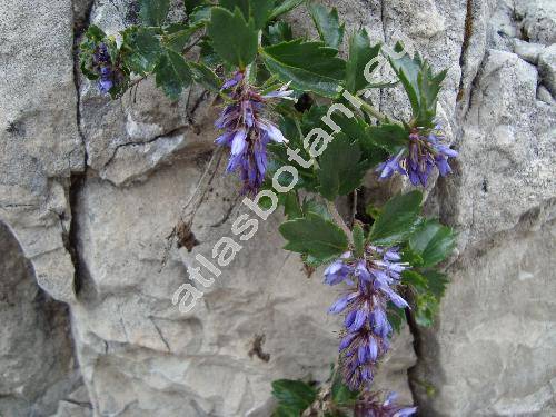 Paederota bonarota (L.) L. (Veronica bonarota (L.) Wettst., Wulfenia chamaedrifolia-unresolved)