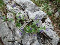 Paederota bonarota (L.) L. (Veronica bonarota (L.) Wettst., Wulfenia chamaedrifolia-unresolved)