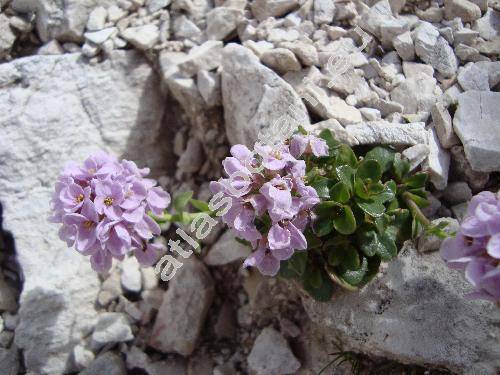 Thlaspi rotundifolium (L.) Gaud. (Hutchinsia rotundifolia (L.) Br., Lepidium rotundifolium (L.) All.)