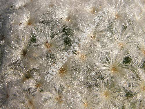 Mammillaria plumosa Web.