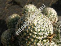 Mammillaria solisioides Back.