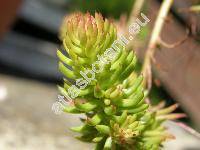 Sedum reflexum 'Angelina'