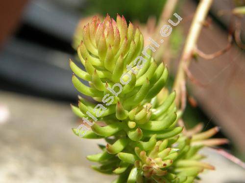 Sedum reflexum 'Angelina'