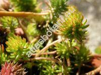 Sedum reflexum 'Angelina'