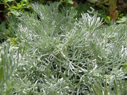 Artemisia schmidtiana Max. (Artemisia lanata, Artemisia mutellina)