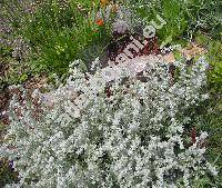 Artemisia schmidtiana Max. (Artemisia lanata, Artemisia mutellina)