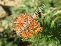 Rhodiola linearifolia Bor. (Sedum linearifolium Roy.)