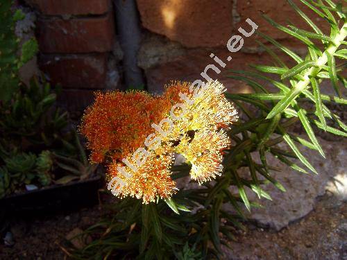 Rhodiola linearifolia Bor. (Sedum linearifolium Roy.)