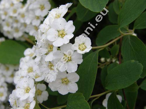 Spiraea x vanhouttei (Spiraea cantoniensis Lour. x Spiraea trilobata L.)