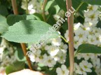 Spiraea x vanhouttei (Spiraea cantoniensis Lour. x Spiraea trilobata L.)