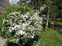 Spiraea x vanhouttei (Spiraea cantoniensis Lour. x Spiraea trilobata L.)