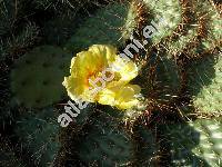 Opuntia phaeacantha Engelm.