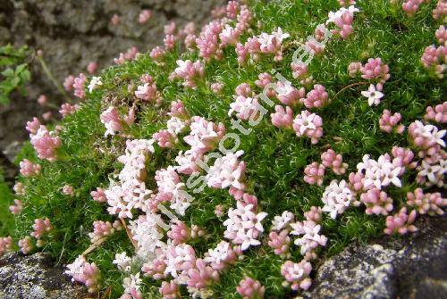 Asperula nitida Sibth. et Sm.