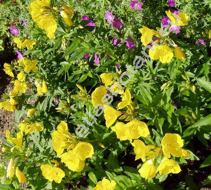 Oenothera fruticosa L.