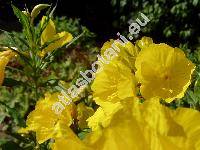 Oenothera fruticosa L.