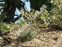 Anthemis tinctoria L. (Cota tinctoria (L.) Gay)