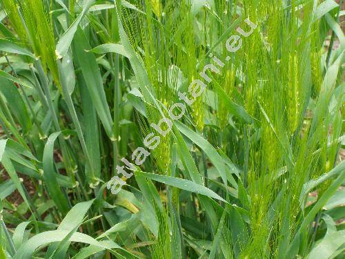 Hordeum vulgare L. (Hordeum sativum Pers.)