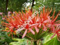 Haemanthus katharinae Bak. (Haemanthus katherinae Bak., Scadoxus multiflorus (Mart.) Raf., Amaryllis multiflora (Mart.) Tratt.)