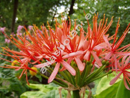 Haemanthus katharinae Bak. (Haemanthus katherinae Bak., Scadoxus multiflorus (Mart.) Raf., Amaryllis multiflora (Mart.) Tratt.)