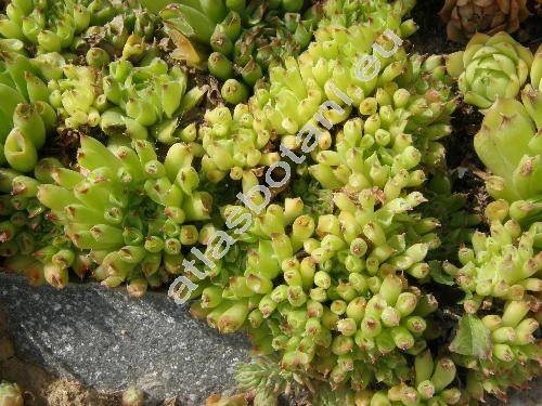 Sempervivum 'Oddity'