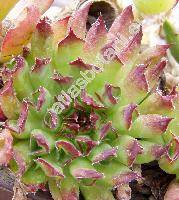 Sempervivum 'Oddity'