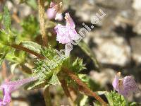 Galeopsis ladanum L. (Lamium ladanum (L.) Crantz, Tetrahit ladanum (L.) Moench, Ladanella ladanum L.)