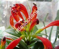 Aeschynanthus speciosus Hook. (Trichosporum speciosum (Hook.) Kuntze)