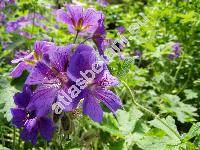 Geranium x magnificum