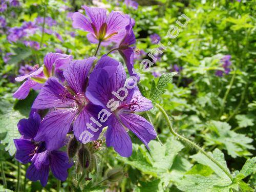 Geranium x magnificum