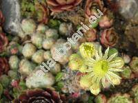 Sempervivum borisii Deg. et Urum. (Sempervivum ciliosum Craib)