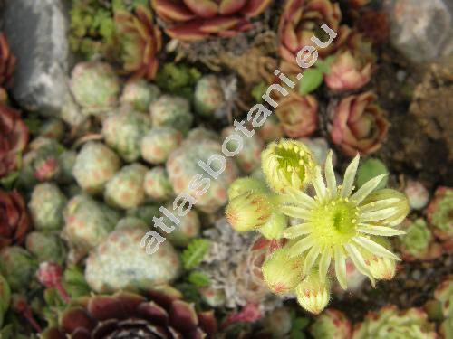 Sempervivum borisii Deg. et Urum. (Sempervivum ciliosum Craib)