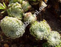 Sempervivum borisii Deg. et Urum. (Sempervivum ciliosum Craib)